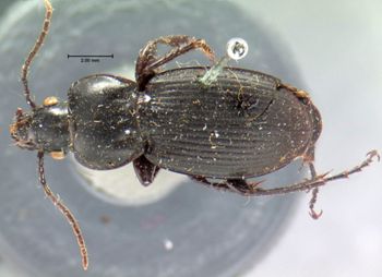 Media type: image;   Entomology 5653 Aspect: habitus dorsal view